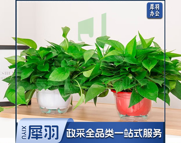 绿萝瓷盆直径约15cm高约16cm 办公室会议室绿植 办公室装饰品