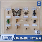 昆虫标本