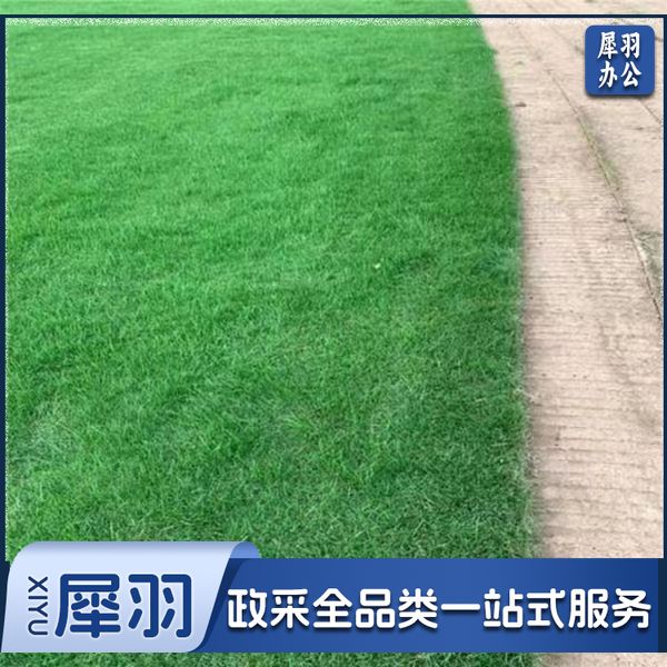 足球场草籽  1斤