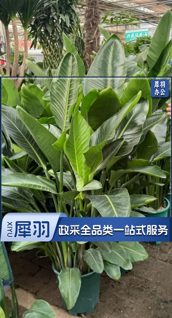 装饰 绿植 花卉