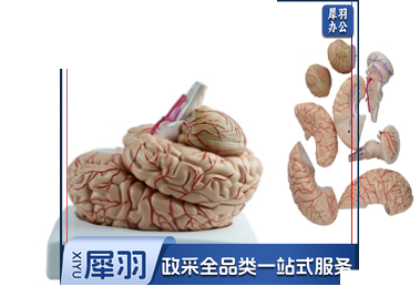 脑动脉模型（9部件）