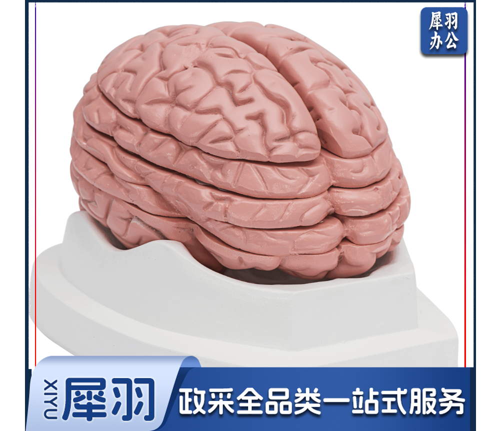 脑水平切面模型