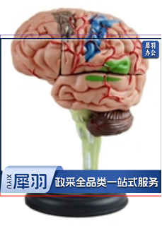 4D脑解剖模型（32部件）