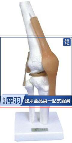 膝关节功能模型（附韧带）