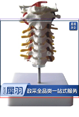 颈椎模型