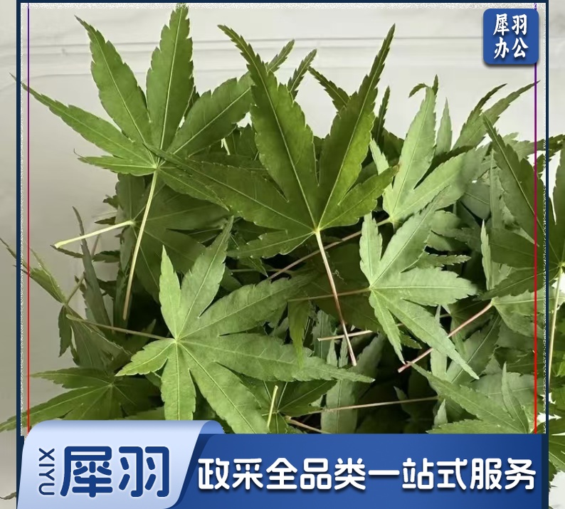 酒店西餐花草摆盘绿枫叶(50片/包 )