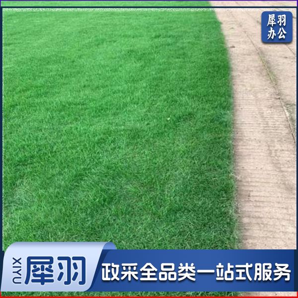 足球场草籽  1斤