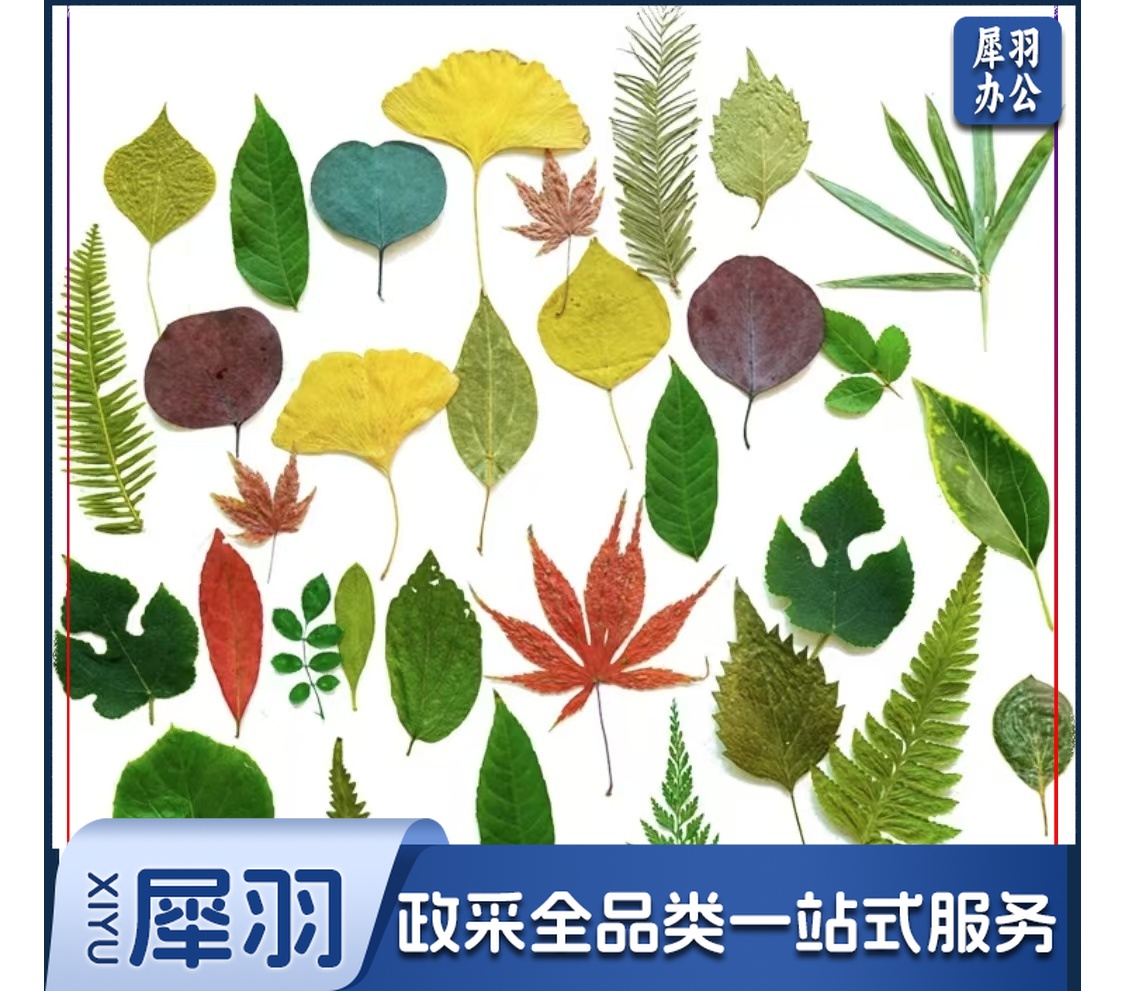 酒店西餐花草摆盘真树叶标本(45片/包 )