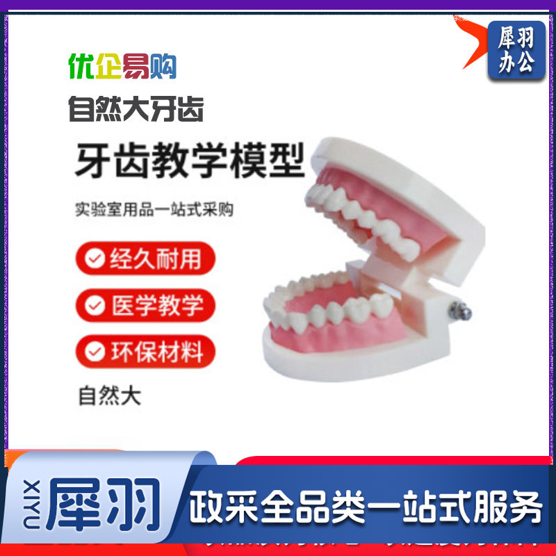 牙齿模型 儿童早教刷牙模型 牙龈修复种植教具 牙齿解剖模型 自然大牙齿-cpy7432-cpy7626