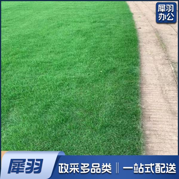 足球场草籽  1斤