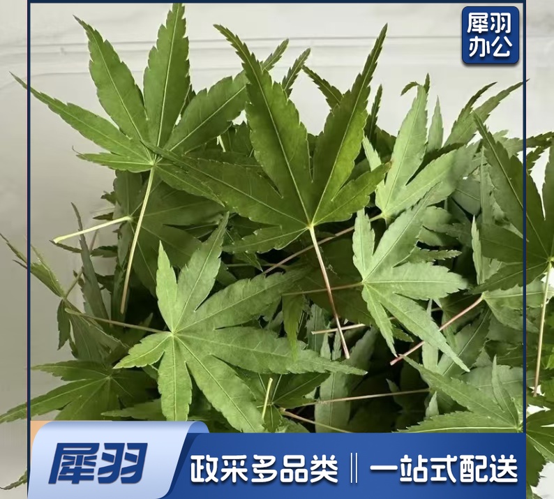 酒店西餐花草摆盘绿枫叶(50片/包 )