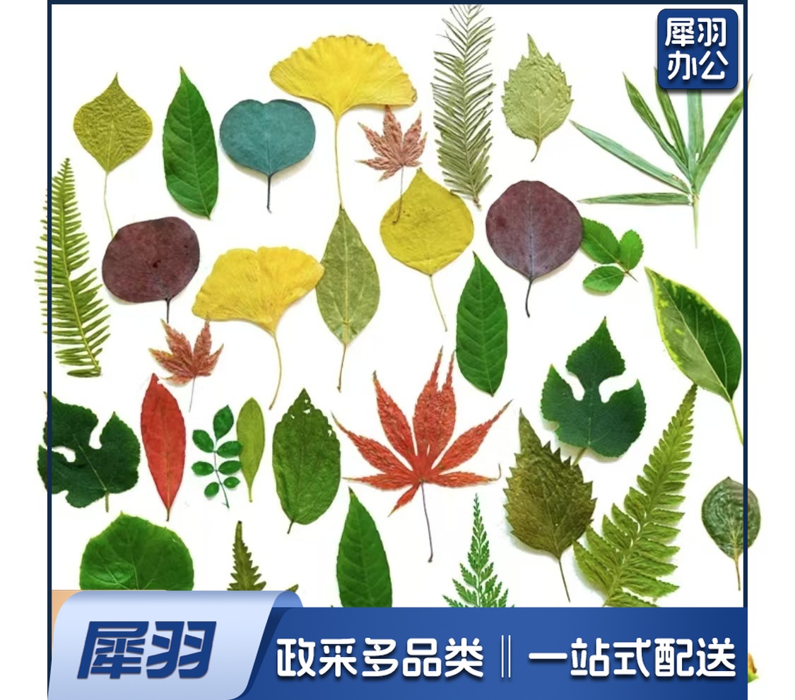 酒店西餐花草摆盘真树叶标本(45片/包 )