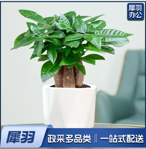 行湘发财树盆栽植物室内客厅绿植小盆景四季常青办公室好养小盆栽花卉 /菱形白色陶瓷盆+3杆发财树