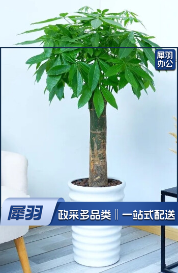行湘独杆发财树大型绿植花卉室内办公室客厅商场盆景开业乔迁暖房 独杆发财树1.4-1.5米+椰砖+塑料白色螺纹盆