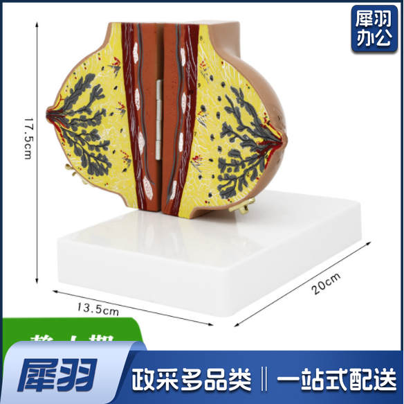 哺乳期乳房模型 单边静止期解剖乳房模型