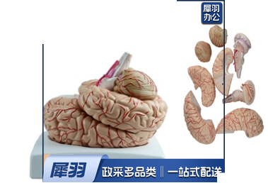 脑动脉模型（9部件）