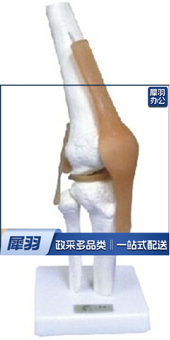 膝关节功能模型（附韧带）