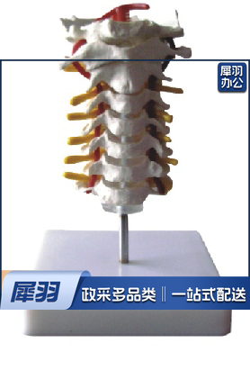 颈椎模型