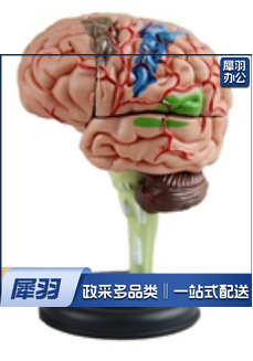 4D脑解剖模型（32部件）