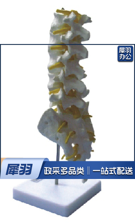 腰椎模型