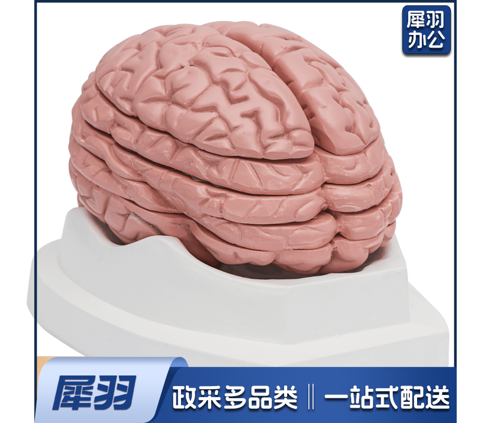 脑水平切面模型