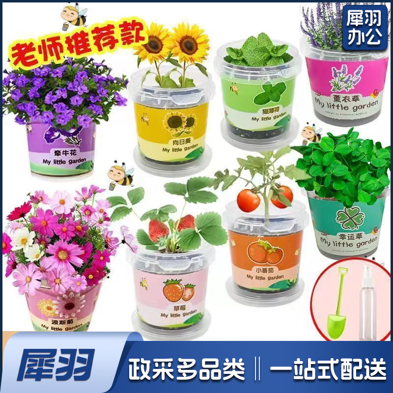 幼儿园儿童种植小盆栽学生观察植物diy手工儿童创意儿童小盆栽宝 300克