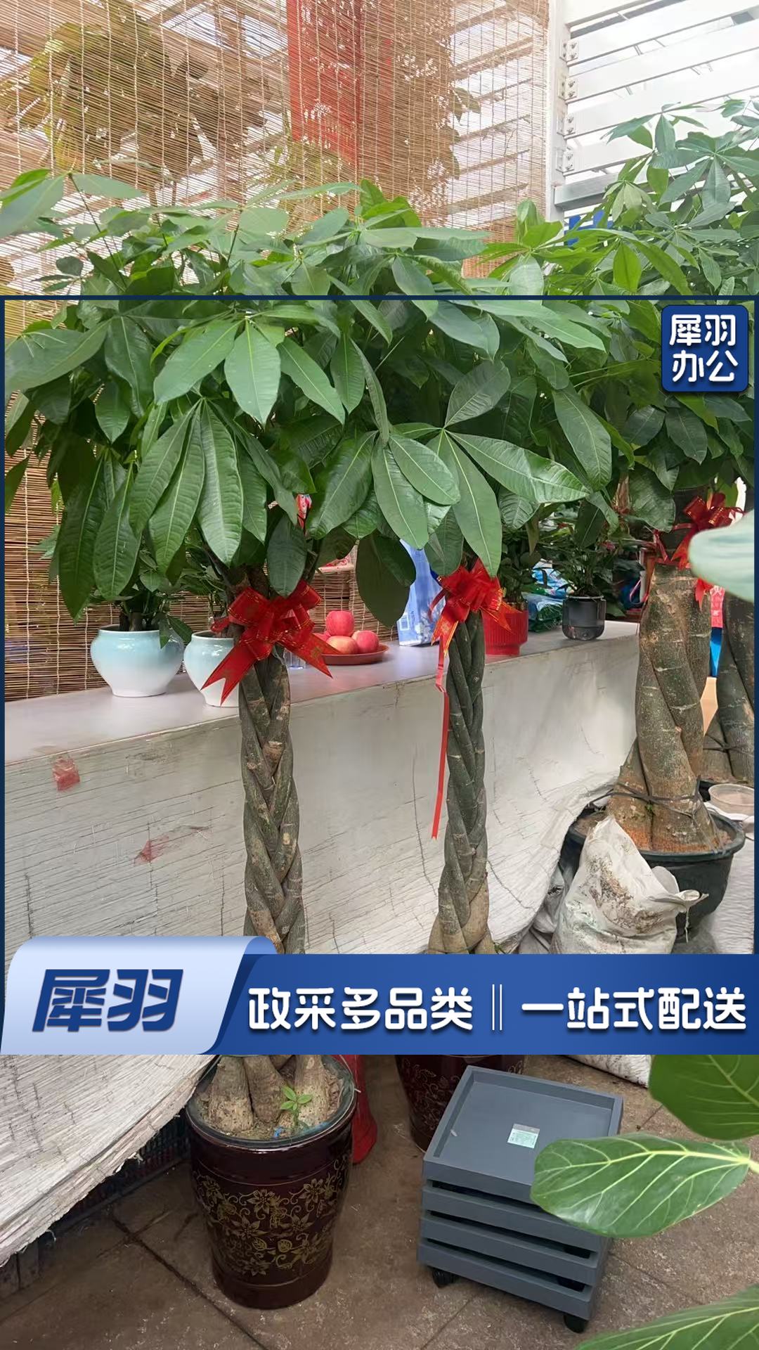 教具/装具及仿真动植物 发财树(辫子造型)小