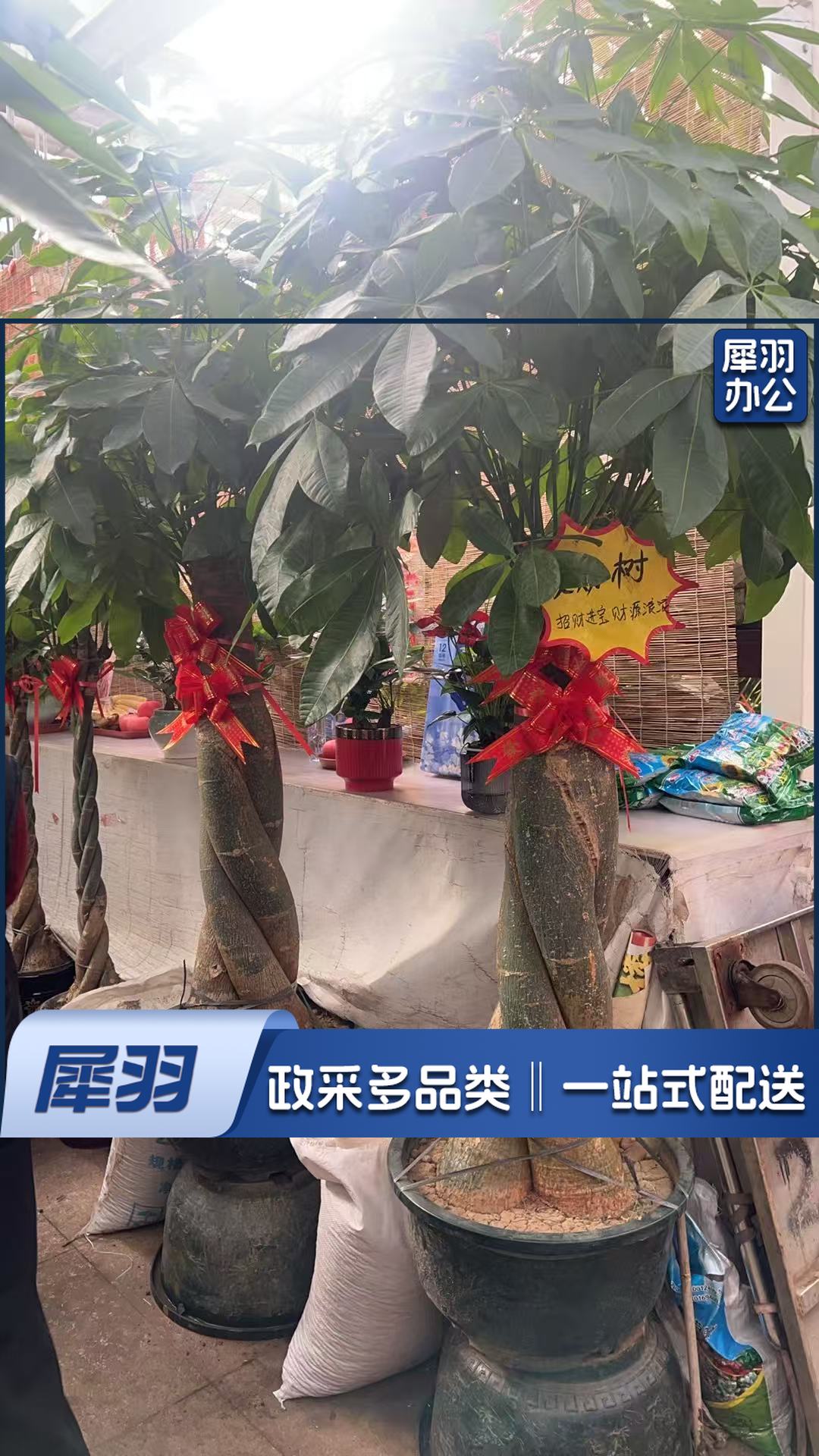教具/装具及仿真动植物 发财树(辫子造型)大