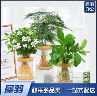 桌面摆件 盆栽 3盆/套